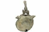 Sauropod (Camarasaurus) Caudal Vertebra - Absolutely Massive #209202-14